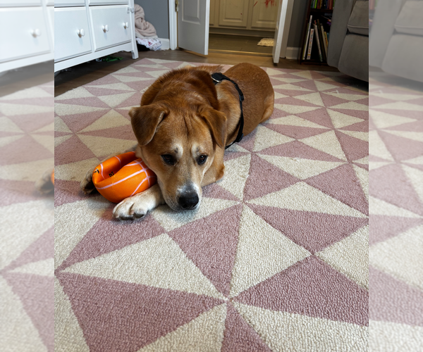 Medium Photo #6 Labrador Retriever-Unknown Mix Puppy For Sale in Holly Springs, NC, USA
