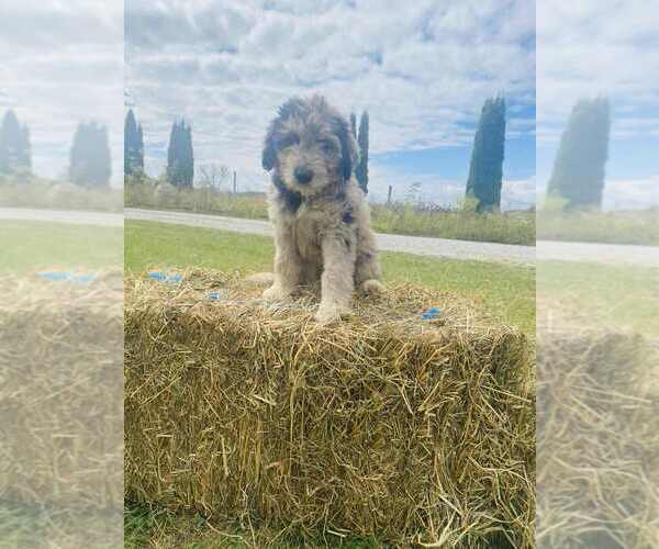 Medium Photo #1 Aussiedoodle Miniature  Puppy For Sale in FOUNTAIN CITY, IN, USA