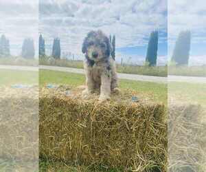 Aussiedoodle Miniature Puppy for sale in FOUNTAIN CITY, IN, USA