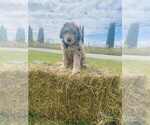 Image preview for Ad Listing. Nickname: Lucy