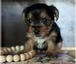 Small Photo #4 Yorkshire Terrier Puppy For Sale in MARICOPA, AZ, USA