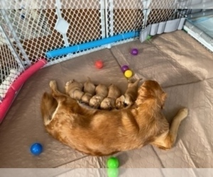 Mother of the Golden Retriever puppies born on 03/29/2022