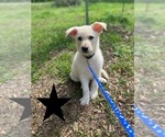 Small #2 German Shepherd Dog
