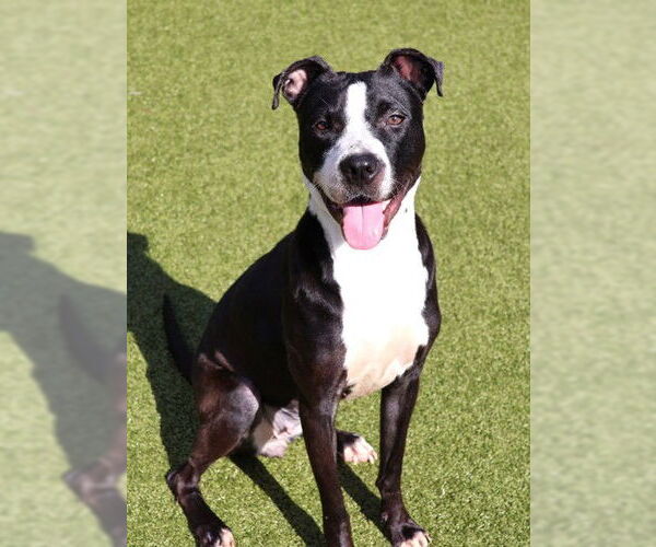 Medium Photo #6 American Staffordshire Terrier-Unknown Mix Puppy For Sale in Rockaway, NJ, USA