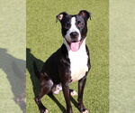 Small #5 American Staffordshire Terrier Mix