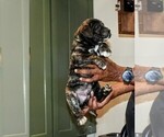 Small Photo #12 Presa Canario Puppy For Sale in PHILADELPHIA, PA, USA