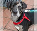 Small #1 Catahoula Leopard Dog-Labrador Retriever Mix