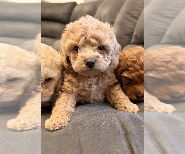 Medium Photo #9 Poodle (Toy) Puppy For Sale in EXCELSIOR SPRINGS, MO, USA