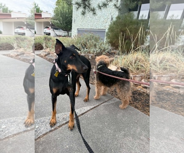 Medium Photo #14 Doberman Pinscher Puppy For Sale in Sandy, UT, USA