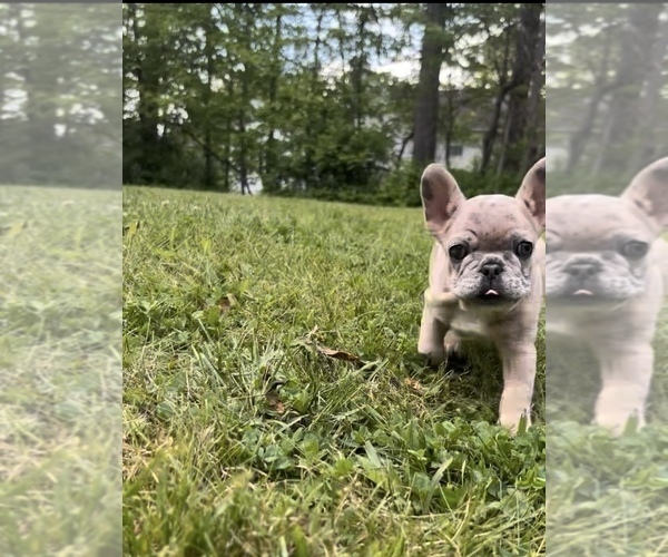 Medium Photo #10 French Bulldog Puppy For Sale in BLOOMINGTON, IN, USA