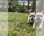 Small Photo #10 French Bulldog Puppy For Sale in BLOOMINGTON, IN, USA