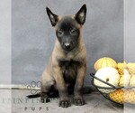 Raven - Female Belgian Malinois Puppy for Sale - Small photo