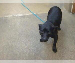 Chihuahua Dogs for adoption in Sacramento, CA, USA