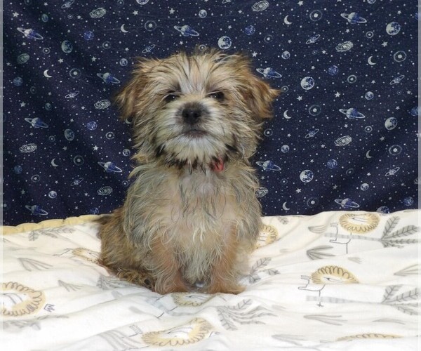 Medium Photo #10 Morkie Puppy For Sale in PATERSON, NJ, USA