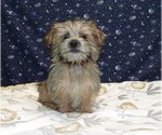 Small Photo #10 Morkie Puppy For Sale in PATERSON, NJ, USA
