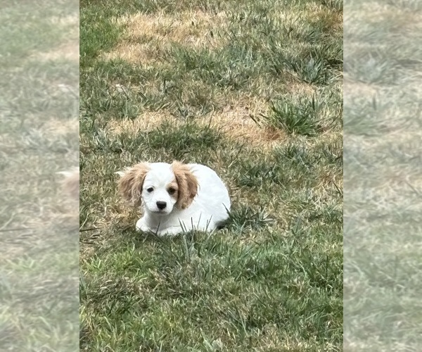 Medium Photo #8 Cavachon Puppy For Sale in OLYMPIA, WA, USA