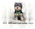 Small Photo #6 Yorkshire Terrier Puppy For Sale in LIPAN, TX, USA