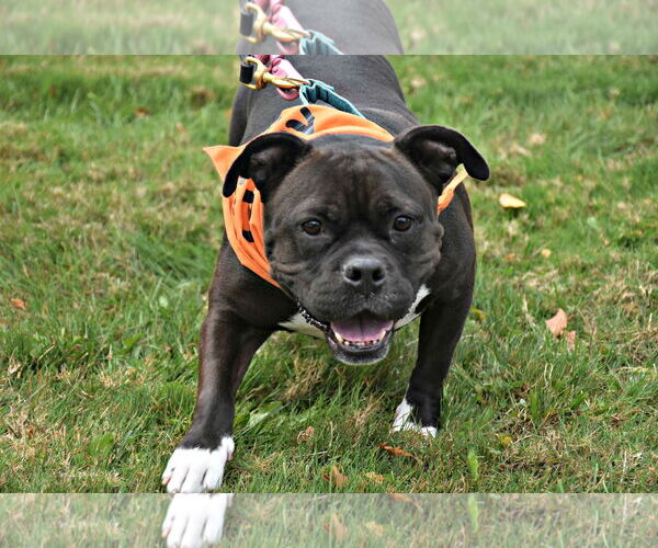 Medium Photo #5 Bulldog-Unknown Mix Puppy For Sale in Spring Lake, NJ, USA