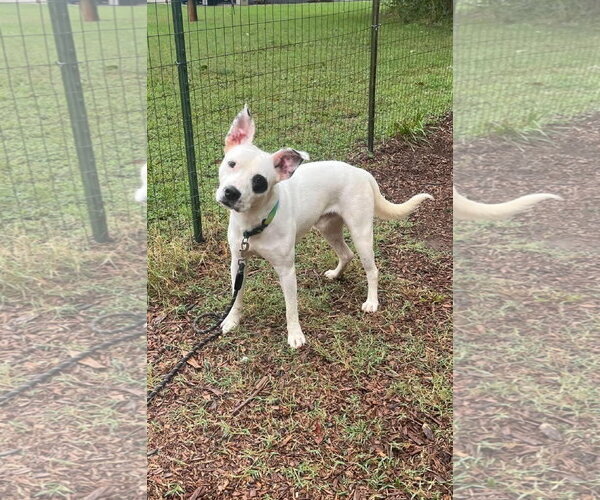 Medium Photo #1 Mutt Puppy For Sale in Rustburg, VA, USA