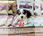 Small Photo #5 Australian Shepherd Puppy For Sale in CONWAY, SC, USA