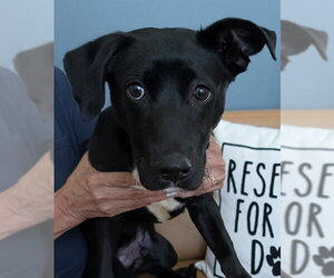 Labrador Retriever-Unknown Mix Dogs for adoption in Lee's Summit, MO, USA