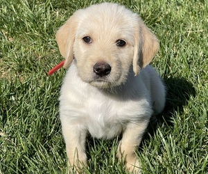 Labradoodle Puppy for sale in VOLENTE, TX, USA