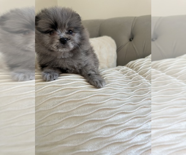 Medium Photo #5 Pomeranian Puppy For Sale in BAKERSFIELD, CA, USA