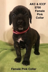 Cane Corso Puppy for sale in SMITHVILLE, MS, USA