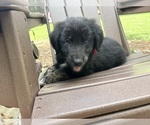 Small #7 Gollie
