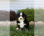 Small #1 Bernese Mountain Dog