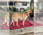 Small #7 Black Mouth Cur-Labrador Retriever Mix