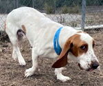 Small #3 Basset Hound