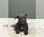 Small Photo #7 Schnauzer (Miniature) Puppy For Sale in FOWLER, CO, USA