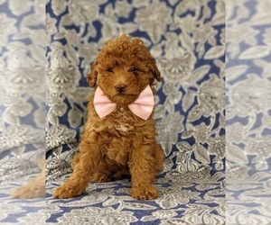 Poodle (Miniature) Puppy for sale in KIRKWOOD, PA, USA