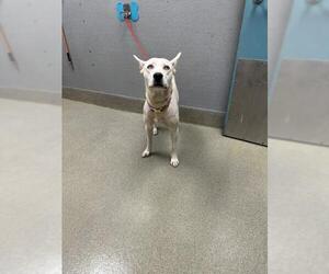 Siberian Husky-Unknown Mix Dogs for adoption in Las Vegas, NV, USA
