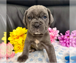 Small #1 Neapolitan Mastiff
