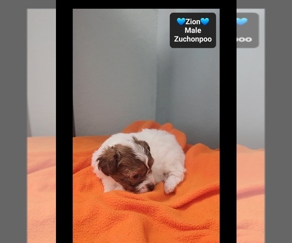 Medium Photo #2 Poodle (Toy)-Zuchon Mix Puppy For Sale in TUCSON, AZ, USA