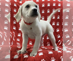 Small Photo #1 Labrador Retriever Puppy For Sale in SACRAMENTO, CA, USA