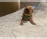 Puppy Dark green Golden Retriever