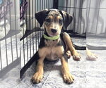 Small Photo #2 Catahoula Leopard Dog-Unknown Mix Puppy For Sale in New London, WI, USA