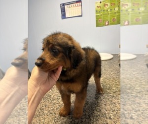 Aussie-Poo Puppy for sale in DUNNELLON, FL, USA