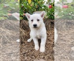 Small #1 German Shepherd Dog