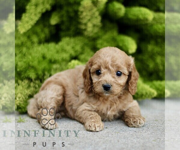 Medium Photo #3 Cavapoo Puppy For Sale in PARADISE, PA, USA