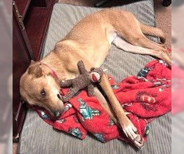 Medium Photo #1 German Shepherd Dog-Unknown Mix Puppy For Sale in Oklahoma City, OK, USA