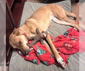 German Shepherd Dog-Unknown Mix Dogs for adoption in Oklahoma City, OK, USA