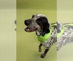 Small Photo #4 German Shorthaired Pointer Puppy For Sale in South Bend, IN, USA