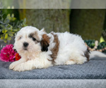 Small #2 Shih Tzu