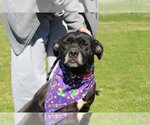 Small Photo #2 Mutt Puppy For Sale in Abbeville, LA, USA