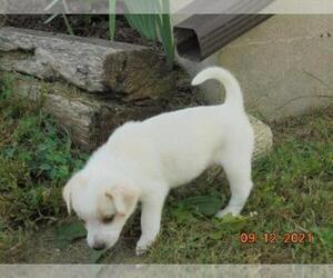 English Shepherd-Unknown Mix Puppy for sale in SHILOH, OH, USA