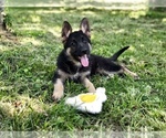 Small Photo #7 German Shepherd Dog Puppy For Sale in HOUSTON, TX, USA